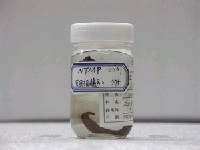 藏品(三斑海馬)的圖片